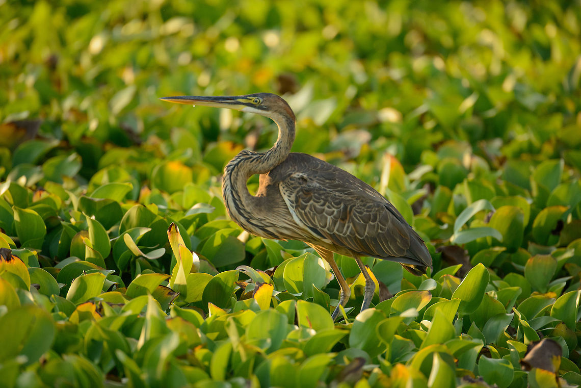 Purple heron closeup, Ankarafantsika, Madagascar  Africa,Ankarafantsika,Ardea purpurea,Geotagged,Madagascar,Madagascar North,Purple Heron,Spring,World