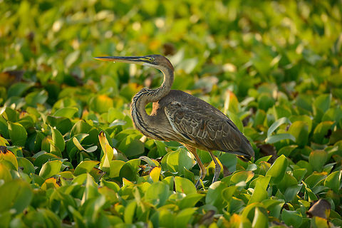 Purple heron closeup, Ankarafantsika, Madagascar  Africa,Ankarafantsika,Ardea purpurea,Geotagged,Madagascar,Madagascar North,Purple Heron,Spring,World
