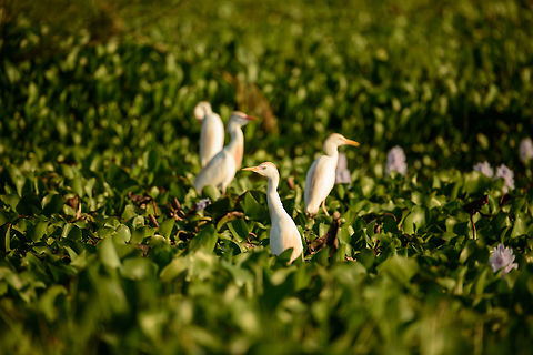 Cattle Egret during sunset - IV, Ankarafantsika lake, Madagascar  Africa,Ankarafantsika,Bubulcus ibis,Cattle egret,Geotagged,Madagascar,Madagascar North,Spring,World