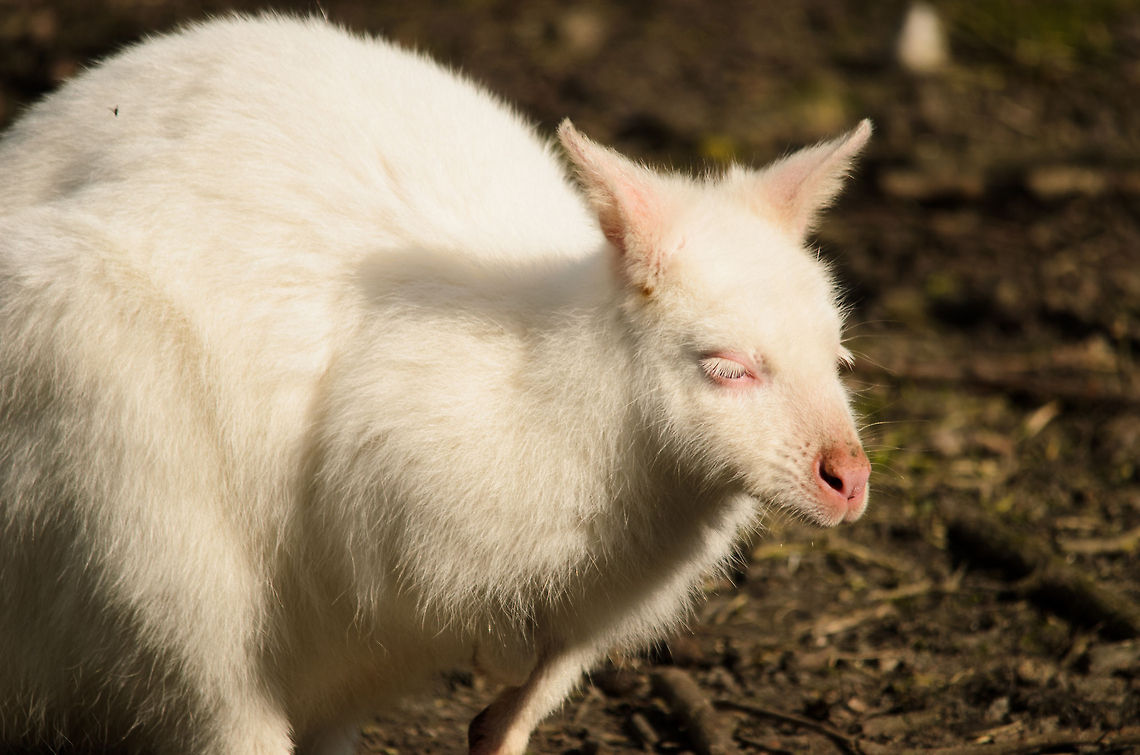 Albino Wallaby A very rare Albino Wallaby at the Parrot Park Veldhoven, the Netherlands. Geotagged,Leucism,Macropus eugenii,Papegaaienpark VeldHoven,Parrot Park Veldhoven,Tammar wallaby,The Netherlands