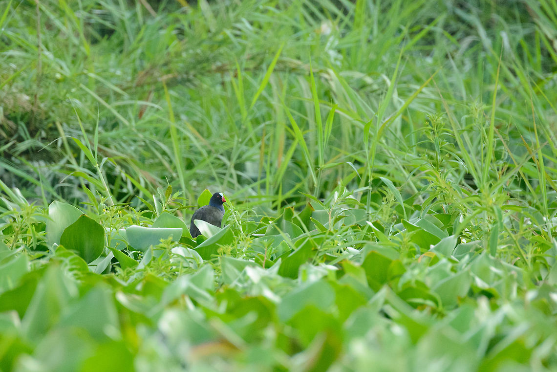 Allens gallinule, Ankarafantsika, Madagascar Our guide on this boat trip on a lake in Ankarafantsika, Madagascar got very excited when we saw this bird. I figured it to be a swamphen or moorhen that are commonly seen throughout the world, but it is the Allens gallinule. It can be distinguished by its blue forehead and small size. Appearantly this bird is relatively uncommon in Madagascar. Africa,Allens gallinule,Ankarafantsika,Geotagged,Madagascar,Madagascar North,Porphyrio alleni,Spring,World