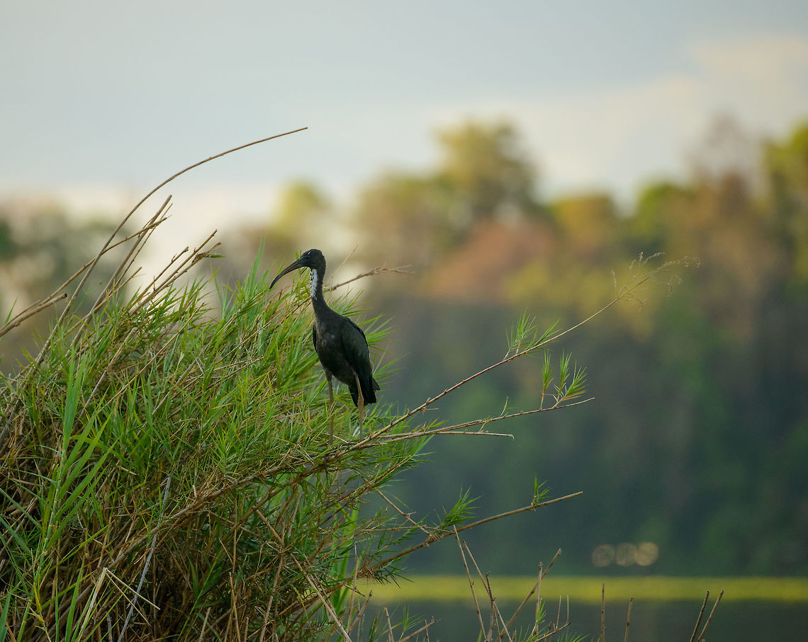 Glossy Ibis, Ankarafantsika lake, Madagascar  Africa,Ankarafantsika,Geotagged,Glossy Ibis,Madagascar,Madagascar North,Plegadis falcinellus,Spring,World