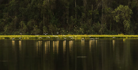 Cattle Egret reflecting light during sunset, Ankarafantsika, Madagascar  Africa,Ankarafantsika,Bubulcus ibis,Cattle egret,Geotagged,Madagascar,Madagascar North,Spring,World