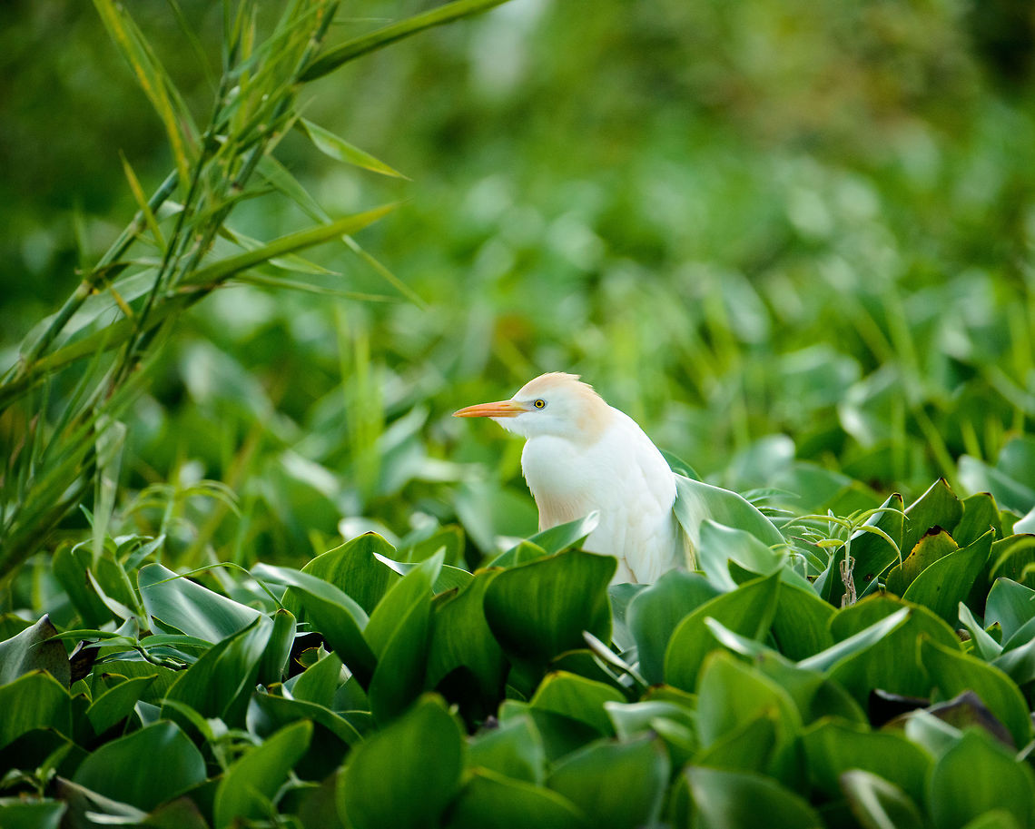 Cattle Egret closeup, Ankarafantsika lake, Madagascar  Africa,Ankarafantsika,Bubulcus ibis,Cattle egret,Geotagged,Madagascar,Madagascar North,Spring,World