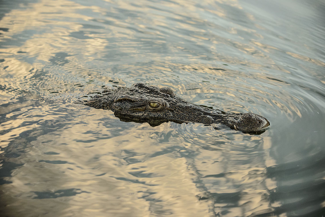 Nile crocodile, Ankarafantsika, Madagascar Swimming by our boat. An interesting observation since I did not know this lake had crocodiles, and the days prior I spend a lot of time doing macro photography around the edges of the lake :) Africa,Ankarafantsika,Crocodylus niloticus,Geotagged,Madagascar,Madagascar North,Nile crocodile,Spring,World