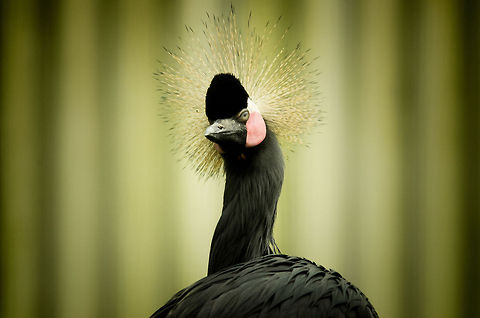 Black Crowned Crane portrait The black 'flavour' of the well-known Grey Crowned Crane.  Balearica pavonina,Birds,Black Crowned Crane,Papegaaienpark VeldHoven,Parrot Park Veldhoven