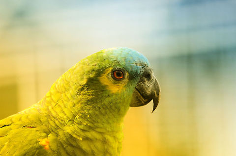 Blue-fronted Amazon portrait  Amazona aestiva,Birds,Blue-fronted Amazon,Papegaaienpark VeldHoven,Parrot Park Veldhoven