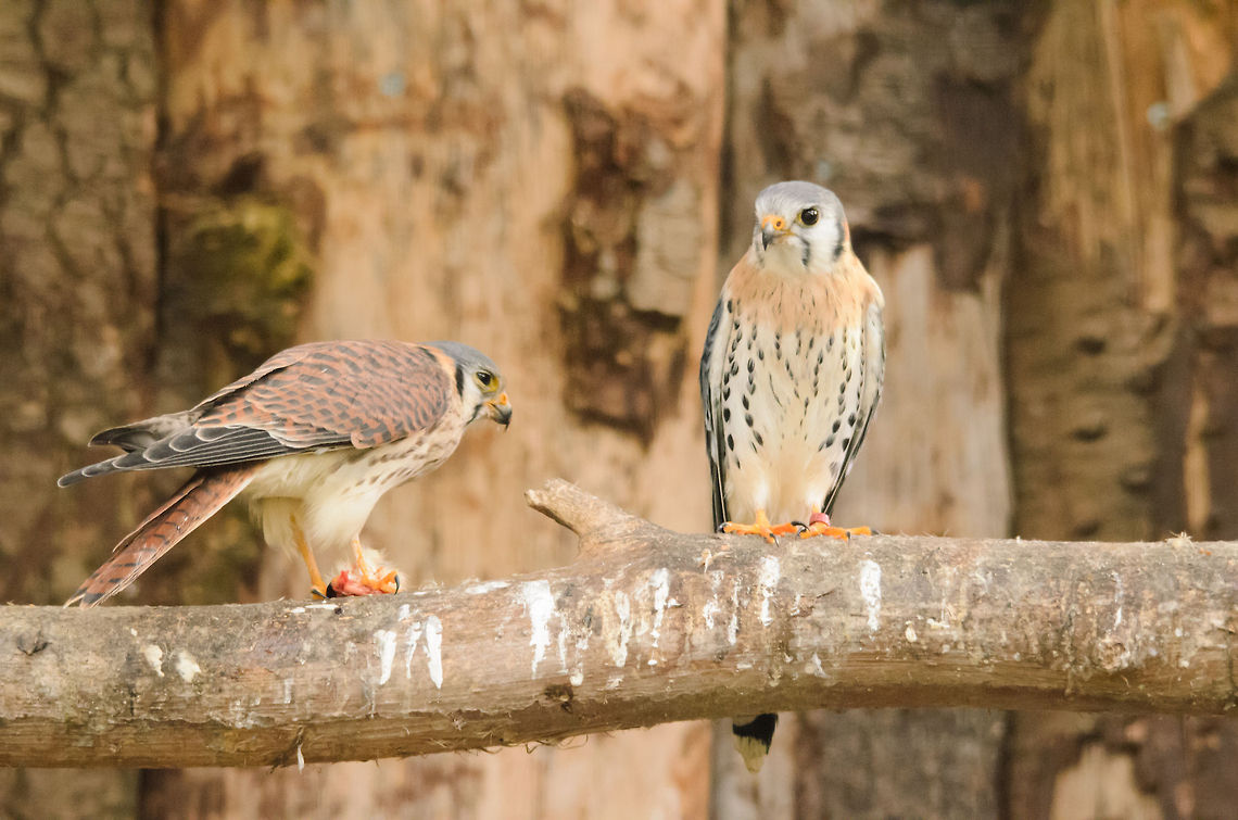 Common Kestrel pair feeding These small yet fierce birds of prey have the food delivered to them in this park, and don&#039;t need to use their wide array of hunting techniques. Bird of prey,Common Kestrel,Falco tinnunculus,Geotagged,Papegaaienpark VeldHoven,Parrot Park Veldhoven,The Netherlands,birds