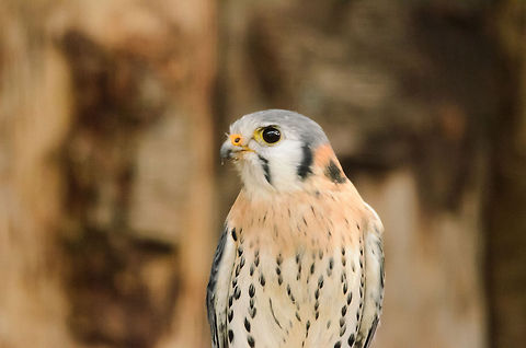 Common Kestrel portrait  Bird of prey,Common Kestrel,Falco tinnunculus,Geotagged,Papegaaienpark VeldHoven,Parrot Park Veldhoven,The Netherlands,birds