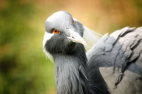 Hai!  Anthropoides virgo,Birds,Demoiselle Crane,Geotagged,Papegaaienpark VeldHoven,Parrot Park Veldhoven,The Netherlands