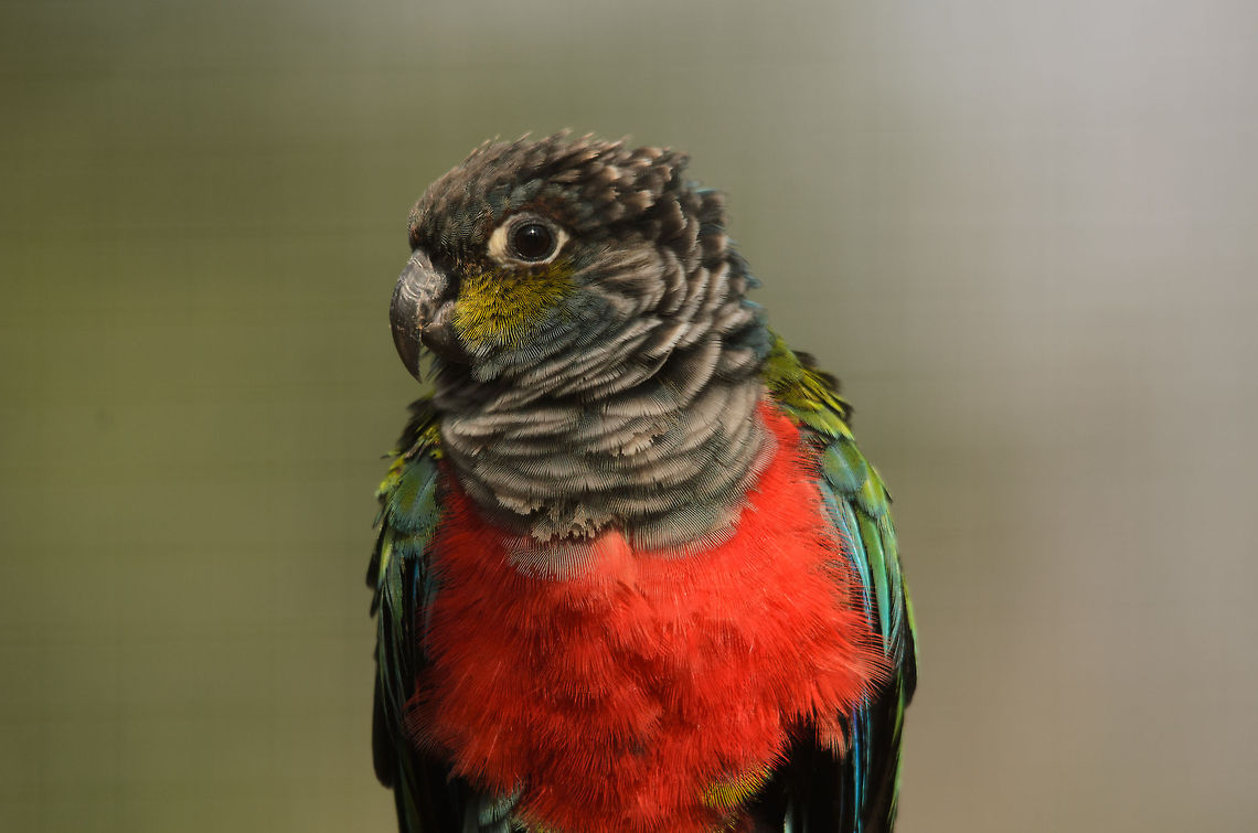 Bourkes Parrot Still to be identified, I could use some help... Bourkes Parrot,Geotagged,Neopsephotus bourkii,Papegaaienpark VeldHoven,Parrot Park Veldhoven,The Netherlands,birds,parrot