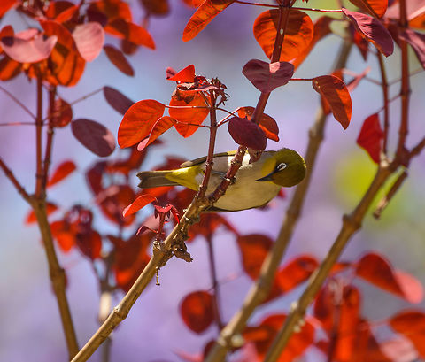 Malagasy White-eye closeup, Tana, Madagascar Finally, our last photo of our trip to Northern Madagascar of 2015, which took me nearly a year to share bit by bit. Here is the complete set:

https://www.jungledragon.com/tag/22330/madagascar_north.html

By location:

https://www.jungledragon.com/tag/22331/maroantsetra.html

https://www.jungledragon.com/tag/22369/nosy_mangabe.html

https://www.jungledragon.com/tag/23094/masoala.html

https://www.jungledragon.com/tag/24533/marojejy.html

https://www.jungledragon.com/tag/25485/amber_mountain.html

https://www.jungledragon.com/tag/26637/tsingy_rouge.html

https://www.jungledragon.com/tag/26703/ankarana.html

https://www.jungledragon.com/tag/27225/ankarafantsika.html

https://www.jungledragon.com/tag/4965/tana.html

I hope you enjoyed the set :) Africa,Antananarivo,Geotagged,Madagascar,Madagascar North,Malagasy White-eye,Spring,Tana,World,Zosterops maderaspatanus