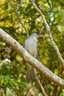 Malagasy Bulbul, Tana, Madagascar Captured in the garden of our hotel in Tana where on our last day we were waiting for the trip back home.  Africa,Antananarivo,Geotagged,Hypsipetes madagascariensis,Madagascar,Madagascar North,Malagasy Bulbul,Spring,Tana,World