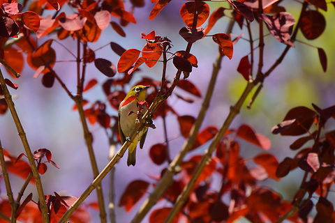 Malagasy White-eye, Tana, Madagascar Captured in the garden of our hotel in Tana where on our last day we were waiting for the trip back home.  Africa,Antananarivo,Geotagged,Madagascar,Madagascar North,Malagasy White-eye,Spring,Tana,World,Zosterops maderaspatanus