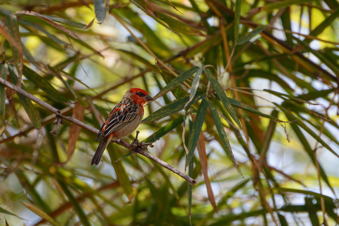 Madagascar Red Fody, Tana, Madagascar Captured in the garden of our hotel in Tana where on our last day we were waiting for the trip back home. Africa,Antananarivo,Foudia madagascariensis,Geotagged,Madagascar,Madagascar North,Red Fody,Spring,Tana,World