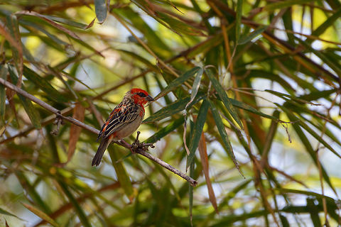 Madagascar Red Fody, Tana, Madagascar Captured in the garden of our hotel in Tana where on our last day we were waiting for the trip back home. Africa,Antananarivo,Foudia madagascariensis,Geotagged,Madagascar,Madagascar North,Red Fody,Spring,Tana,World