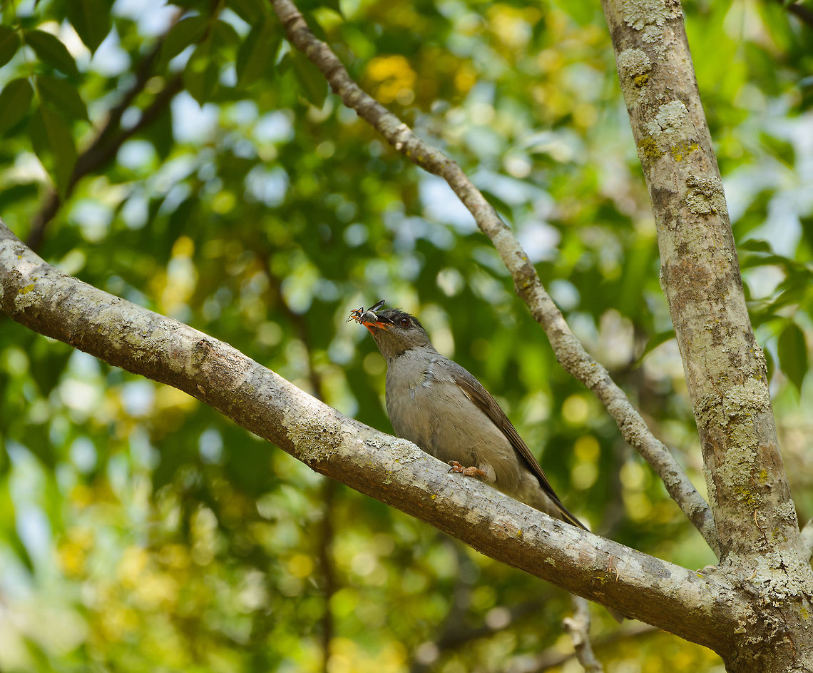 Malagasy Bulbul feeding on insect, Tana, Madagascar Captured in the garden of our hotel in Tana where on our last day we were waiting for the trip back home.  Africa,Antananarivo,Geotagged,Hypsipetes madagascariensis,Madagascar,Madagascar North,Malagasy Bulbul,Spring,Tana,World