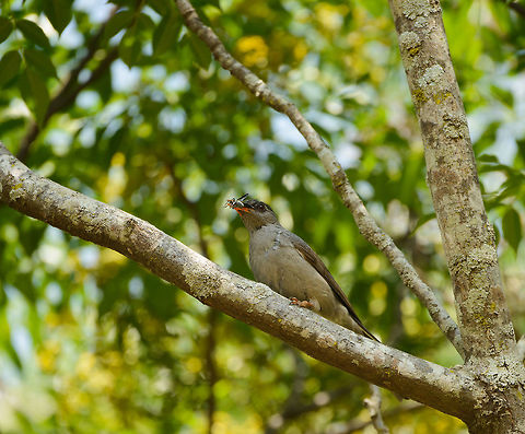 Malagasy Bulbul feeding on insect, Tana, Madagascar Captured in the garden of our hotel in Tana where on our last day we were waiting for the trip back home.  Africa,Antananarivo,Geotagged,Hypsipetes madagascariensis,Madagascar,Madagascar North,Malagasy Bulbul,Spring,Tana,World