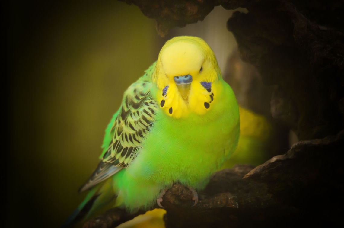 Budgie  Birds,Budgerigar,Geotagged,Melopsittacus undulatus,Papegaaienpark VeldHoven,Parrot Park Veldhoven,The Netherlands