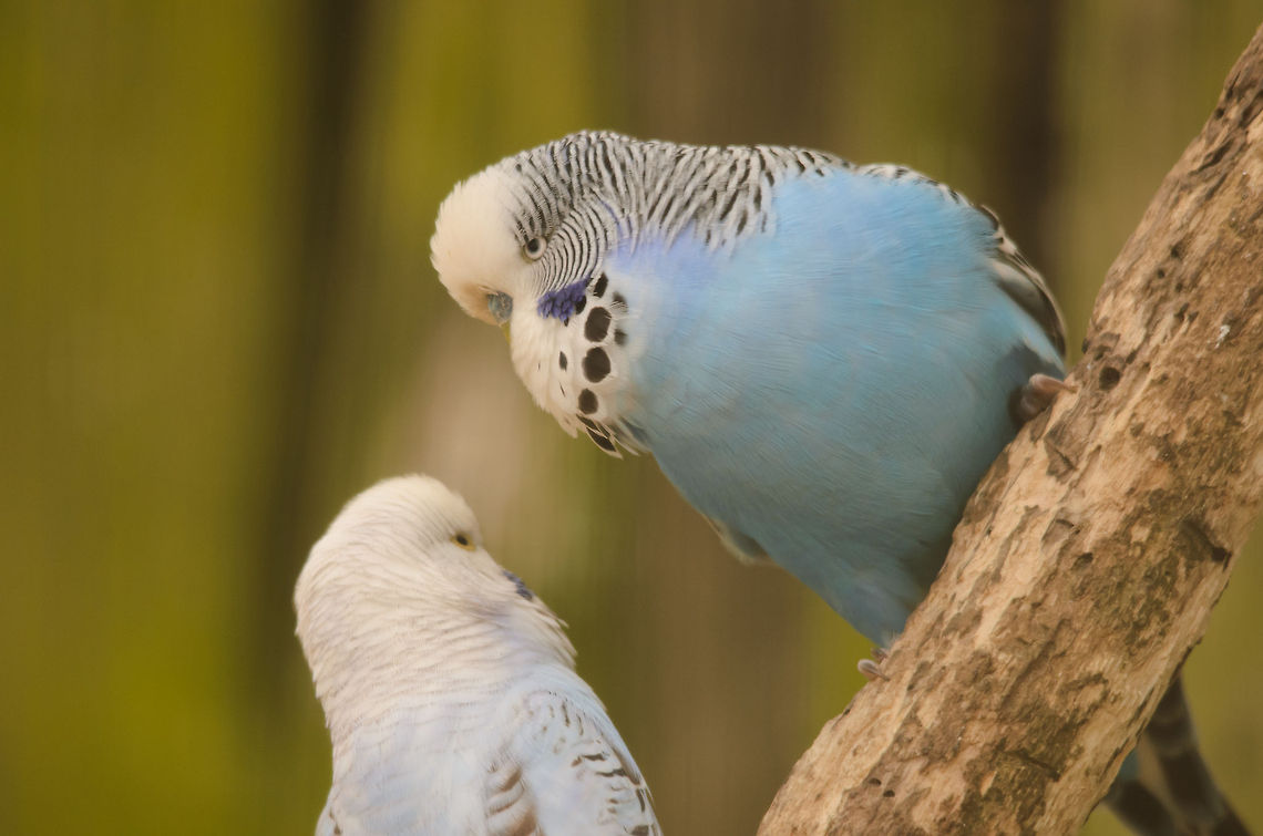 Budgie love pair  Birds,Budgerigar,Geotagged,Melopsittacus undulatus,Papegaaienpark VeldHoven,Parrot Park Veldhoven,The Netherlands
