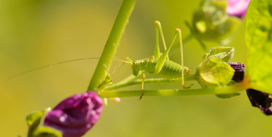 Specked bush-cricket in our garden Last year summer. Europe,Geotagged,Heesch,Leptophyes punctatissima,Macro,Macro Garden,Netherlands,Photography Styles,Speckled bush-cricket,Summer,World,the Netherlands