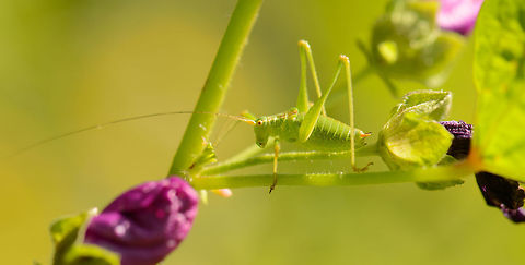 Specked bush-cricket in our garden Last year summer. Europe,Geotagged,Heesch,Leptophyes punctatissima,Macro,Macro Garden,Netherlands,Photography Styles,Speckled bush-cricket,Summer,World,the Netherlands