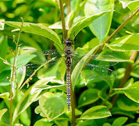 Migrant Hawker in our garden, Netherlands Somewhat unusual find as there is no water nearby. Aeshna mixta,Europe,Heesch,Macro,Macro Garden,Migrant Hawker,Netherlands,Photography Styles,World,the Netherlands