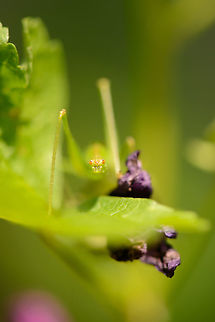 Specked bush-cricket surprise This one had me fooled. I remember thinking what a strange eyes this creature had and tried several shots to get them in focus. Only later did I realize they are not eyes, we're actually looking at the ass of a cricket :) Europe,Geotagged,Heesch,Leptophyes punctatissima,Macro,Macro Garden,Netherlands,Photography Styles,Speckled bush-cricket,Summer,World,the Netherlands