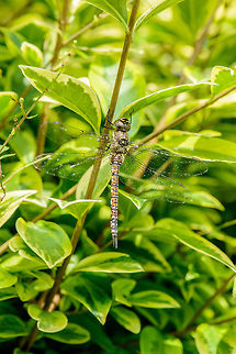 Migrant Hawker in our garden - II, Netherlands Somewhat unusual find as there is no water nearby. 
https://www.jungledragon.com/image/43980/migrant_hawker_in_our_garden_netherlands.html Aeshna mixta,Europe,Heesch,Macro,Macro Garden,Migrant Hawker,Netherlands,Photography Styles,World,the Netherlands