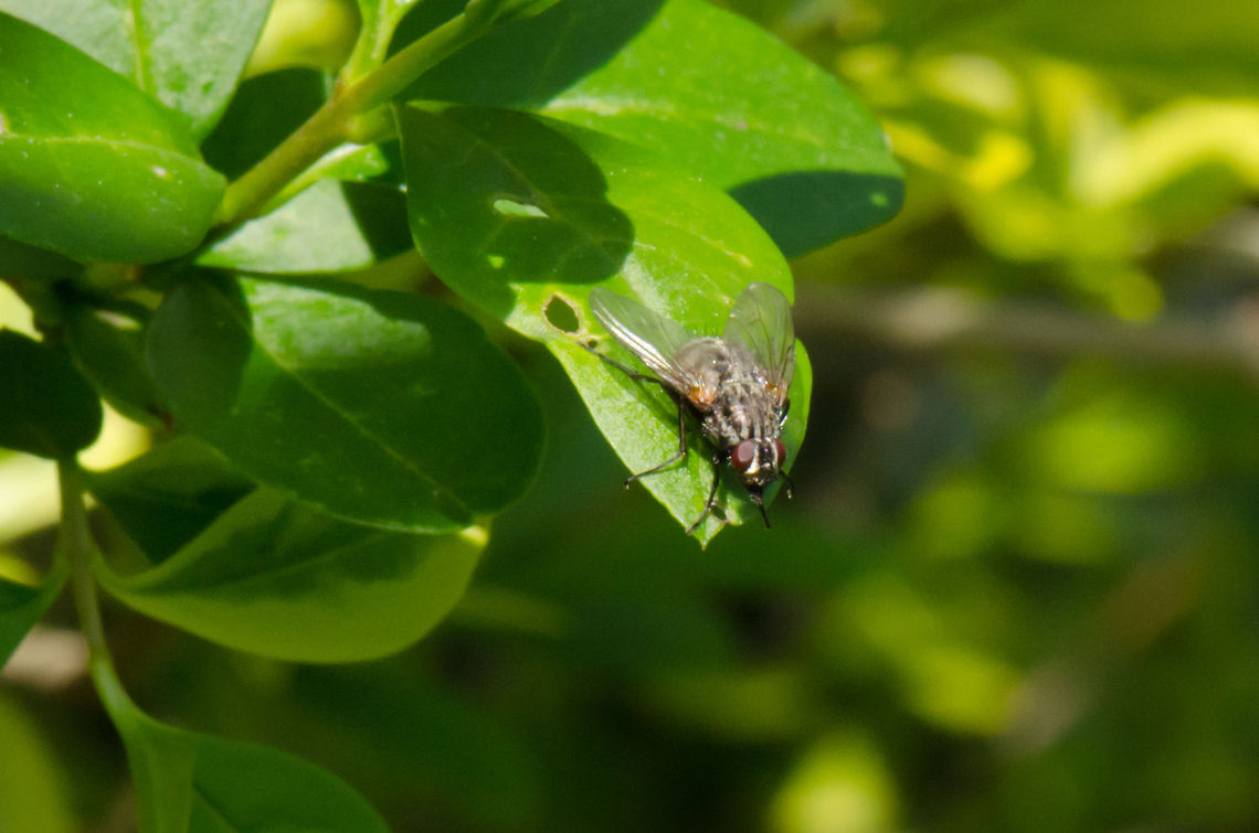 Housefly  Housefly,Macro,Musca domestica