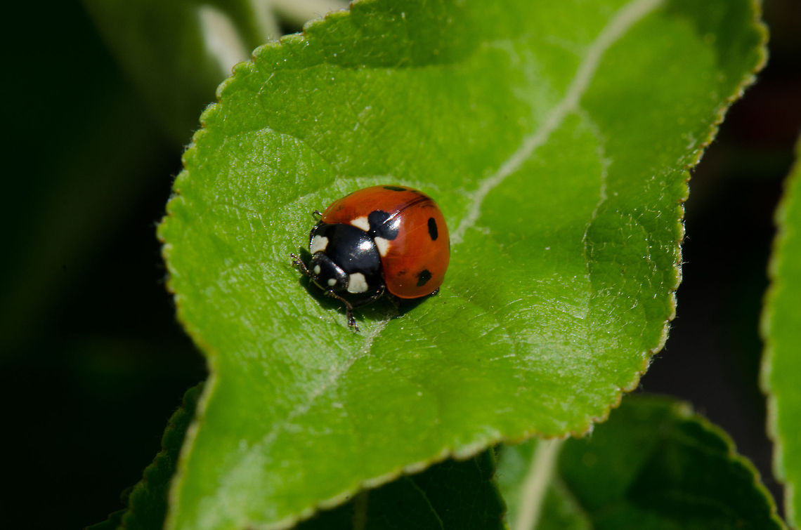 Ladybug  7-spot Ladybird,Coccinella septempunctata,Ladybird,Ladybug,Macro