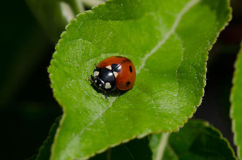 Ladybug  7-spot Ladybird,Coccinella septempunctata,Ladybird,Ladybug,Macro