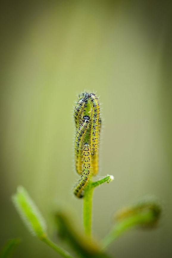 Caterpillars of the Large White, Netherlands One of the most widespread butterflies in the Netherlands. These are the caterpillars of this species, which go through 4 stages, this photo showing stage 3 or 4, based on size. They are voracious as caterpillars and strongly poisonous to any potential predator. In agriculture, they are considered a plague, which explains the dutch name &quot;cabbage white&quot;. <br />
<br />
These were captured in my &quot;macro garden&quot;, which is a tiny patch in our garden where I plant wild flowers and just let nature figure out the rest. It brings me joy to know several whites were born in our garden. Europe,Geotagged,Heesch,Macro,Macro Garden,Netherlands,Photography Styles,Pieris brassicae,Summer,World,the Netherlands