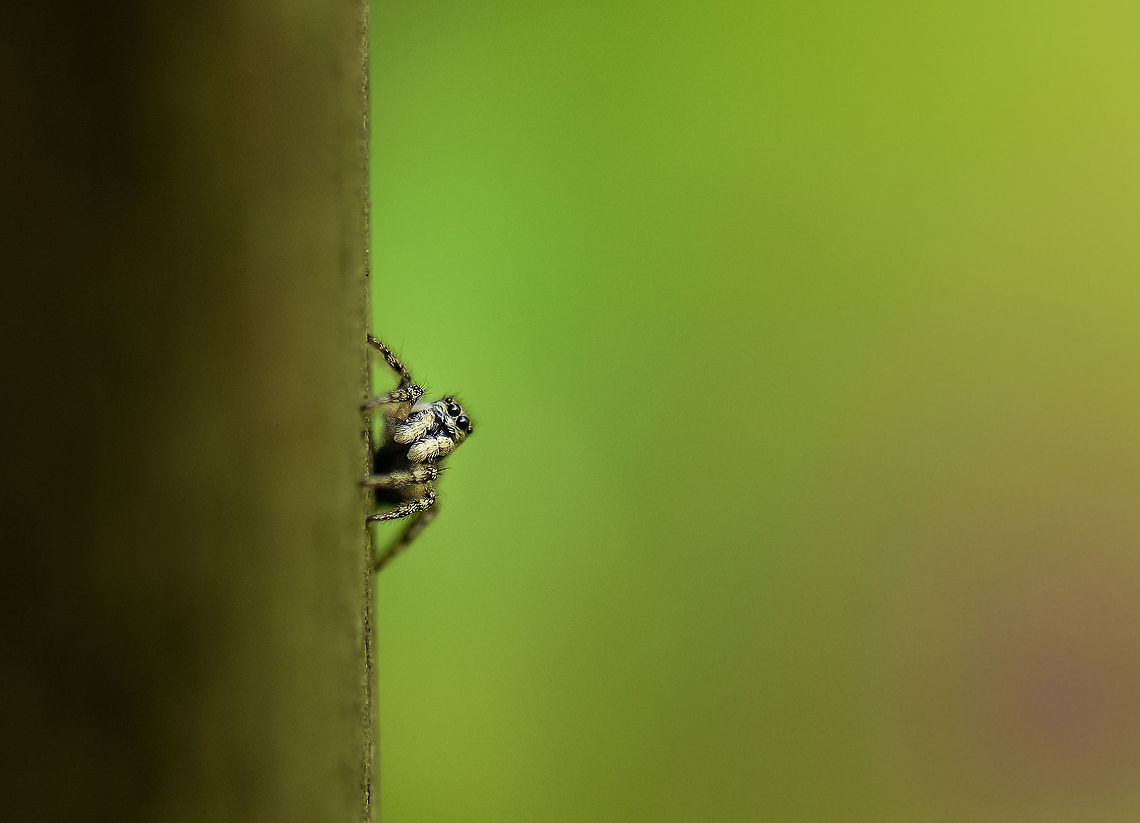 Salticus scenicus, Zebra Spider On a pole in our garden, heavily cropped photo. Some of my favorite photographic subjects. I love how they stop what they are doing to look at you, or perhaps themselves in the reflection of the lens. Europe,Heesch,Macro,Macro Garden,Netherlands,Photography Styles,Salticus scenicus,World,Zebra spider,the Netherlands