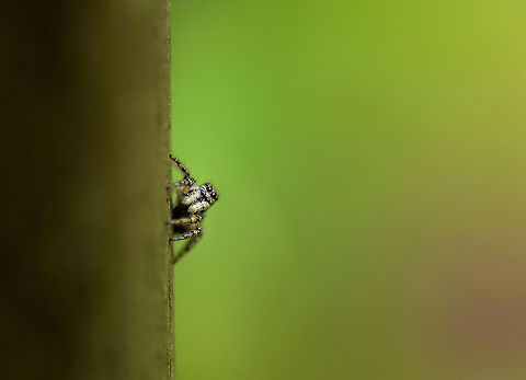 Salticus scenicus, Zebra Spider On a pole in our garden, heavily cropped photo. Some of my favorite photographic subjects. I love how they stop what they are doing to look at you, or perhaps themselves in the reflection of the lens. Europe,Heesch,Macro,Macro Garden,Netherlands,Photography Styles,Salticus scenicus,World,Zebra spider,the Netherlands