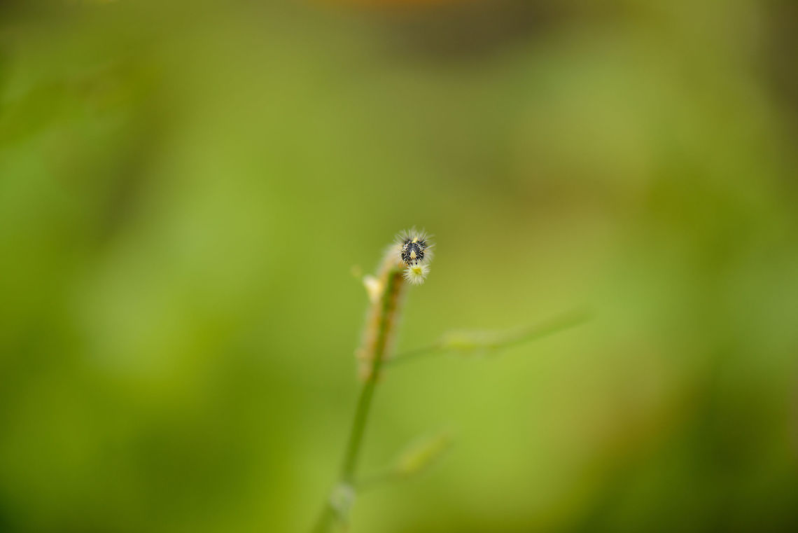 Caterpillar of a Large White, Netherlands A single caterpillar of the Large White, with only its head in focus. Very active climbers. Europe,Heesch,Large white,Macro,Netherlands,Photography Styles,Pieris brassicae,World,the Netherlands