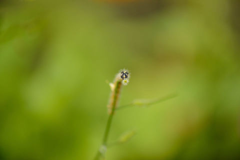 Caterpillar of a Large White, Netherlands A single caterpillar of the Large White, with only its head in focus. Very active climbers. Europe,Heesch,Large white,Macro,Netherlands,Photography Styles,Pieris brassicae,World,the Netherlands
