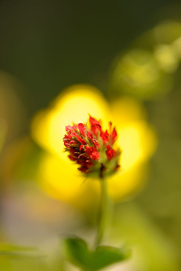 Crimson Clover sunrise I used a yellow flower in the background to give the impression of a sun rising behind this crimson clover. Crimson clover,Europe,Geotagged,Heesch,Macro,Macro Garden,Netherlands,Photography Styles,Summer,Trifolium incarnatum,World,the Netherlands