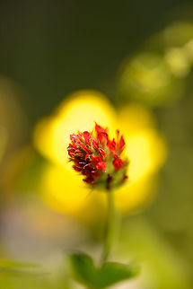 Crimson Clover sunrise I used a yellow flower in the background to give the impression of a sun rising behind this crimson clover. Crimson clover,Europe,Geotagged,Heesch,Macro,Macro Garden,Netherlands,Photography Styles,Summer,Trifolium incarnatum,World,the Netherlands