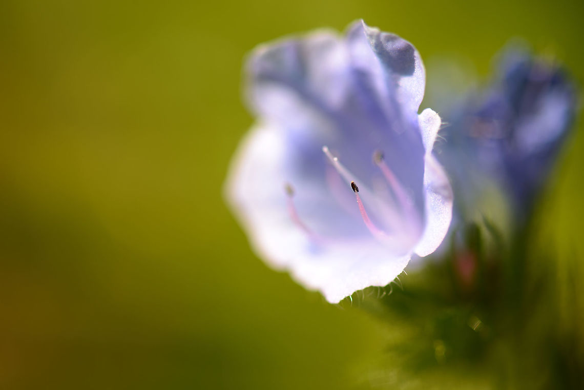 Purple Flower in our garden, Netherlands Looks a bit like a Meadow Cranesbill, but I think it is something else. Echium vulgare,Europe,Geotagged,Heesch,Macro,Netherlands,Photography Styles,Summer,Vipers Bugloss,World,the Netherlands