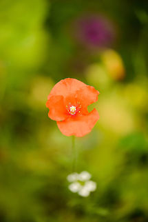 Poppy in our garden One of few red-colored wild flowers in the Netherlands. Europe,Geotagged,Heesch,Macro,Netherlands,Papaver dubium,Photography Styles,Summer,World,the Netherlands