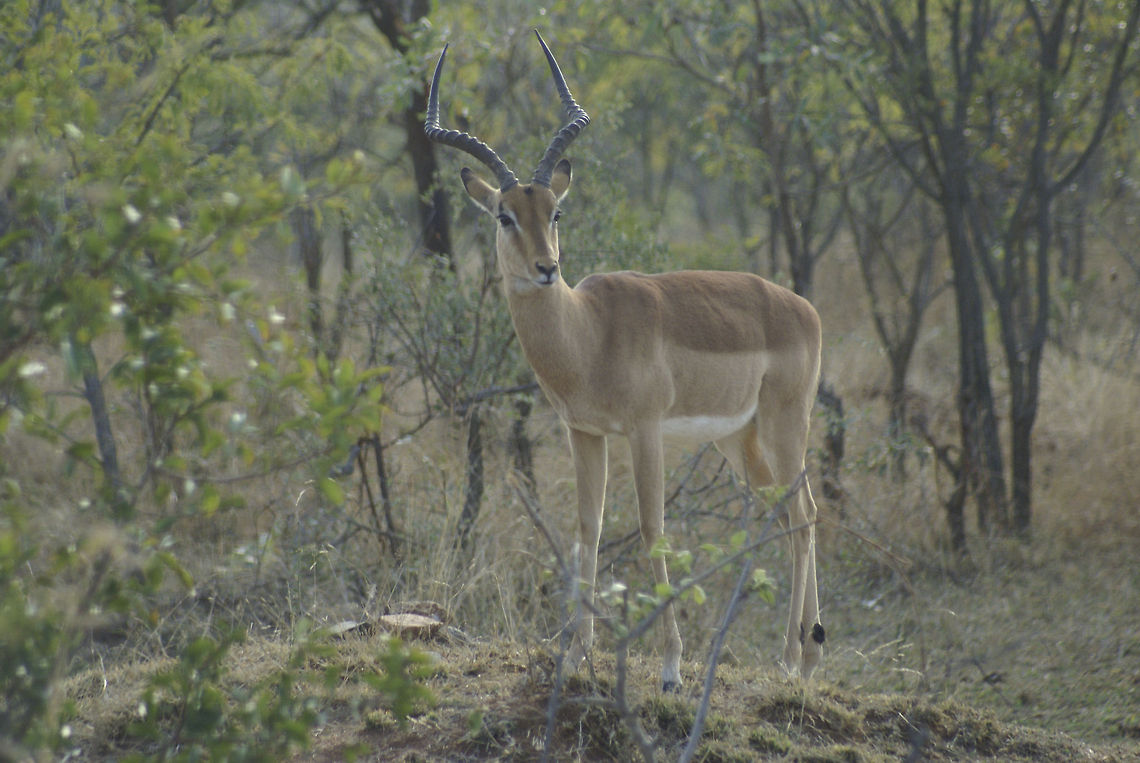 Male Impala A nice pose by a male impala at the Kruger National Park. Hardly a rare sighting there, with roughly 600,000 impalas in the area. Nevertheless, I think they&#039;re gorgeous. Artiodactyla,Impala,Kruger,Mammals,South Africa