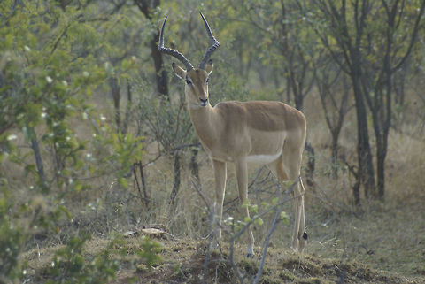 Male Impala A nice pose by a male impala at the Kruger National Park. Hardly a rare sighting there, with roughly 600,000 impalas in the area. Nevertheless, I think they're gorgeous. Artiodactyla,Impala,Kruger,Mammals,South Africa