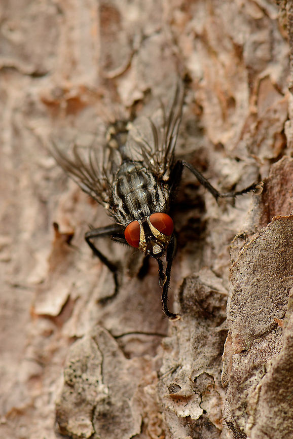 Sarcophaga carnaria, Netherlands Recognized by brown/red eyes, golden cheeks, checkered back and large feet. Still, the only way to reliably identify one is to examine the male genitalia, which I gladly skip. <br />
<br />
This flesh fly is extremely flexible, it does not care about its habitat for as long as the female can place the larvae on a source of food. Remarkable is that the eggs of this fly already hatch inside the female, this way the larvae can start feeding immediately once they are placed.<br />
<br />
Once adult, these flies mostly feed on nectar and droppings, so their name is at least partly misleading. Europe,Heesch,Macro,Netherlands,Photography Styles,Sarcophaga carnaria,World,the Netherlands