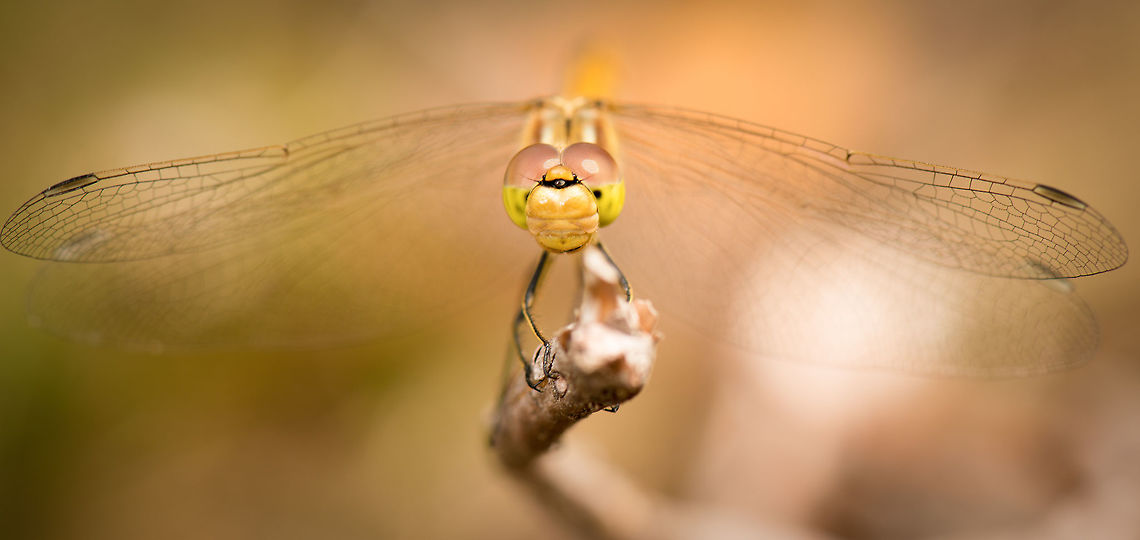 Vagrant Darter closeup, Netherlands  Europe,Geotagged,Heesch,Macro,Netherlands,Photography Styles,Summer,Sympetrum vulgatum,Vagrant Darter,World,the Netherlands