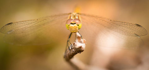 Vagrant Darter closeup, Netherlands  Europe,Geotagged,Heesch,Macro,Netherlands,Photography Styles,Summer,Sympetrum vulgatum,Vagrant Darter,World,the Netherlands