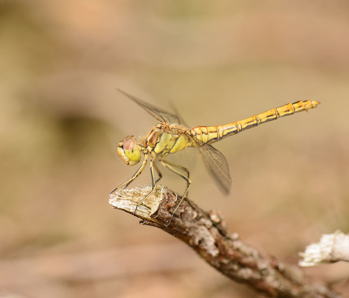 Vagrant Darter sideview, Netherlands  Europe,Geotagged,Heesch,Macro,Netherlands,Photography Styles,Summer,Sympetrum vulgatum,Vagrant Darter,World,the Netherlands