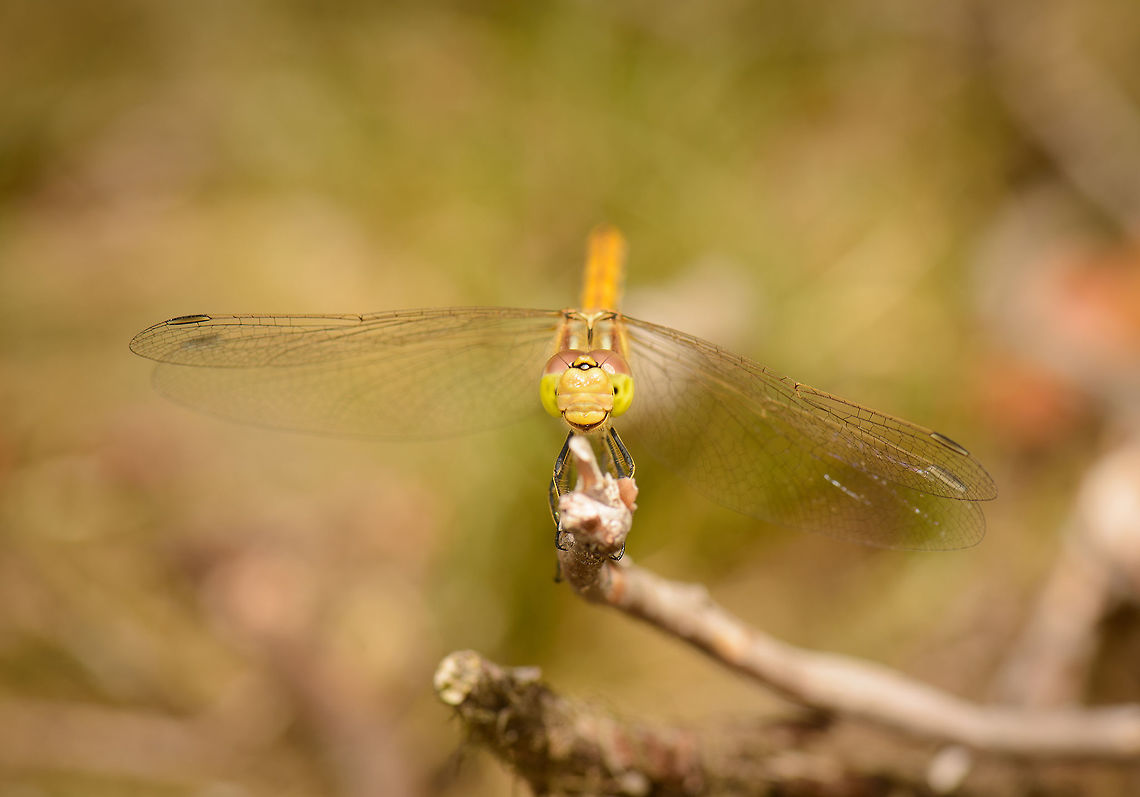 Vagrant Darter in a good mood, Netherlands  Europe,Geotagged,Heesch,Macro,Netherlands,Photography Styles,Summer,Sympetrum vulgatum,Vagrant Darter,World,the Netherlands