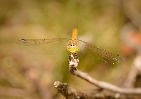 Vagrant Darter in a good mood, Netherlands  Europe,Geotagged,Heesch,Macro,Netherlands,Photography Styles,Summer,Sympetrum vulgatum,Vagrant Darter,World,the Netherlands