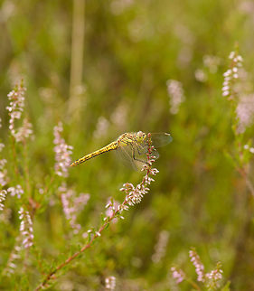 Vagrant Darter in habitat, Netherlands  Europe,Geotagged,Heesch,Macro,Netherlands,Photography Styles,Summer,Sympetrum vulgatum,Vagrant Darter,World,the Netherlands